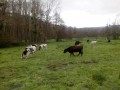Génisses au pâturage Génisses au pâturage
