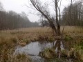 Roselière Roselière